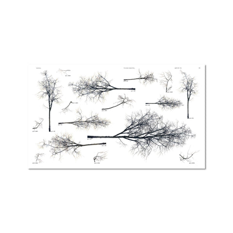 Urban Tree Collection for the Modern Architect & Designer